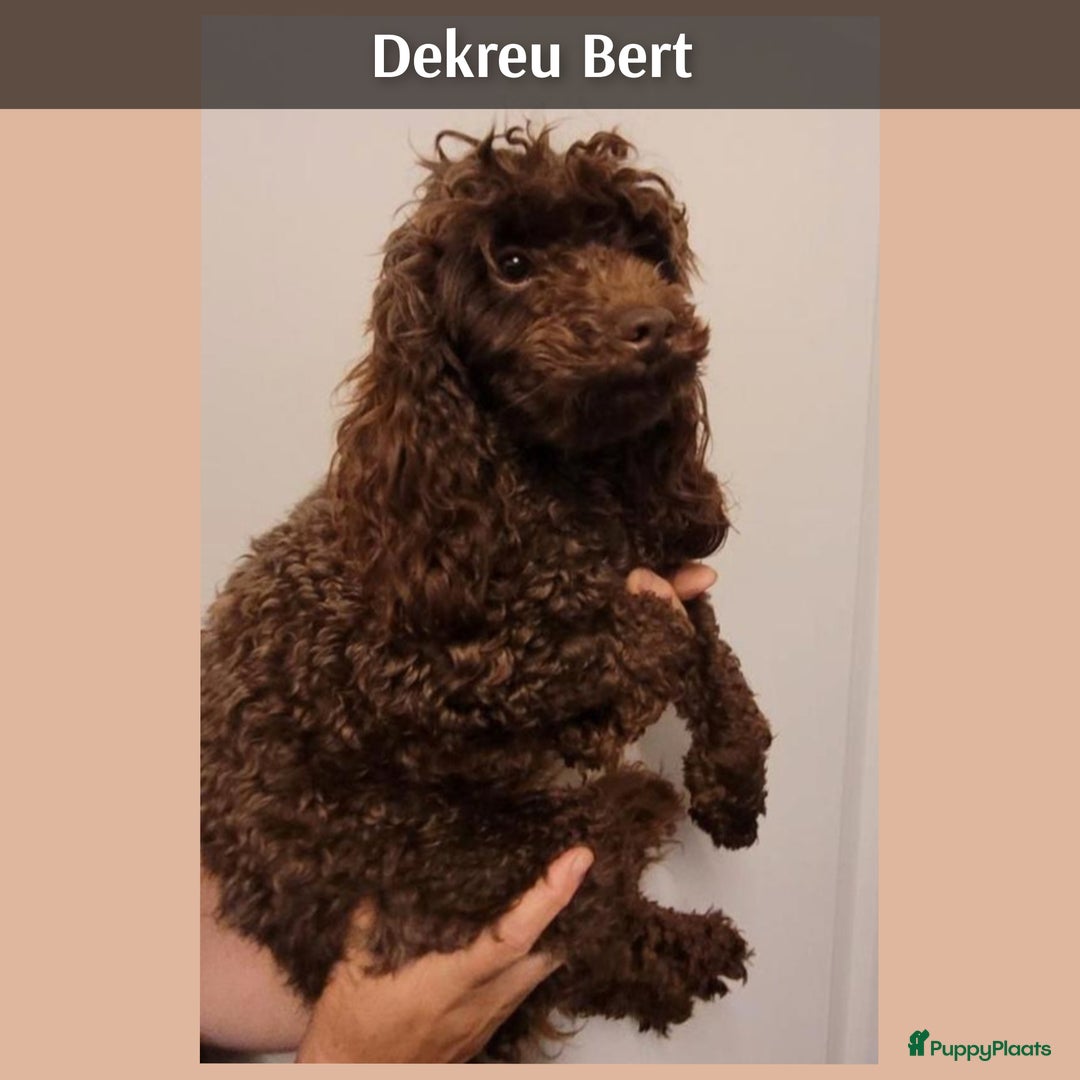 Poedel Toy honden te koop: Rasechte Toy Poedeltjes geboren in 2026! - Advertentie 3