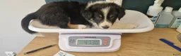 Border Collie honden te koop: Nog 1 Border Collie pup 3 kleur, heel verleidelijk - Advertentie 9