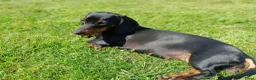 Kruising honden te koop: Charcoal and tan - Creme infused & Shaded Cream - Advertentie 2