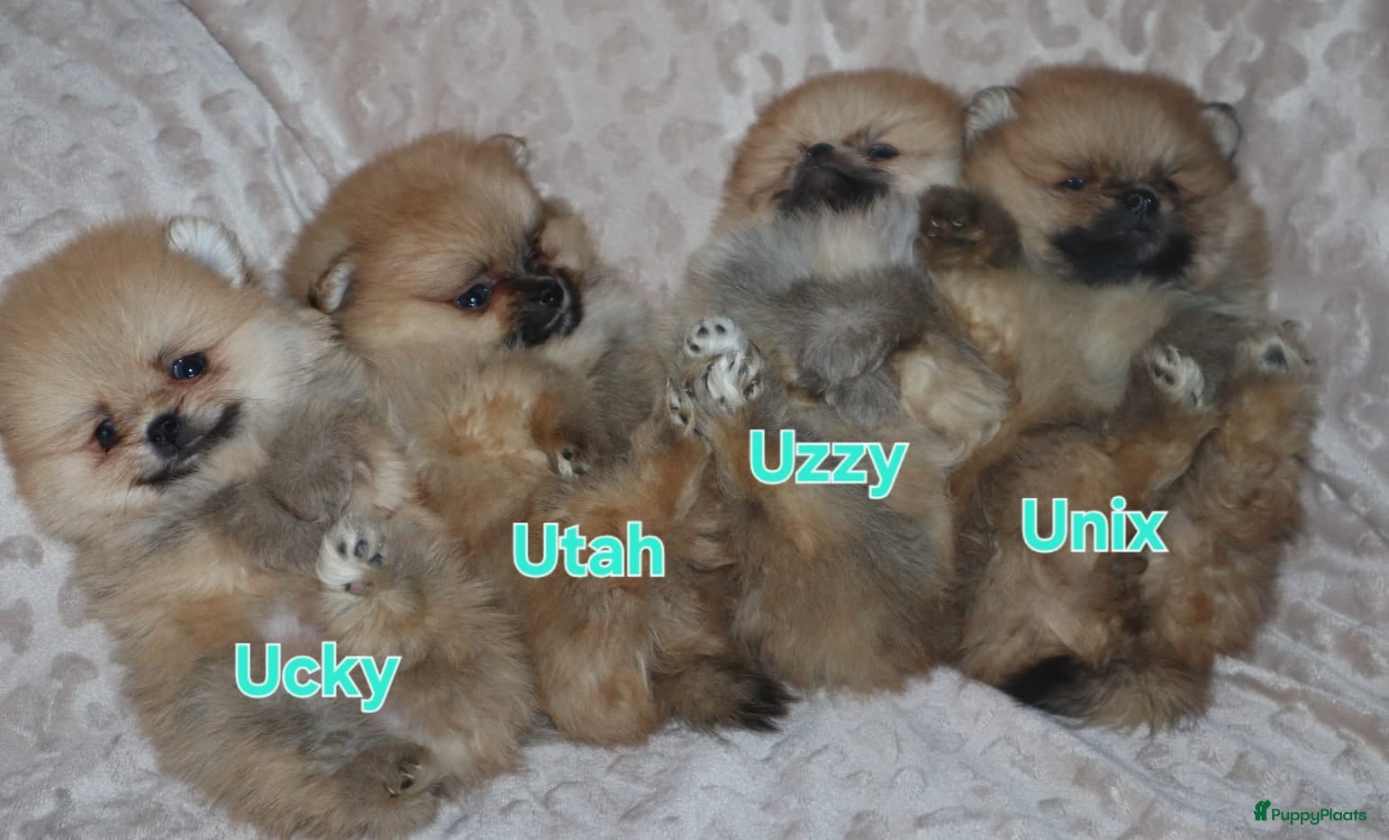 Pomeriaan honden Mini Bearface Pomeranians Geboren letter U - Advertentie 1