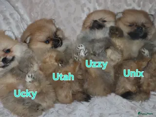 Pomeriaan honden Mini Bearface Pomeranians Geboren letter U - Advertentie 1
