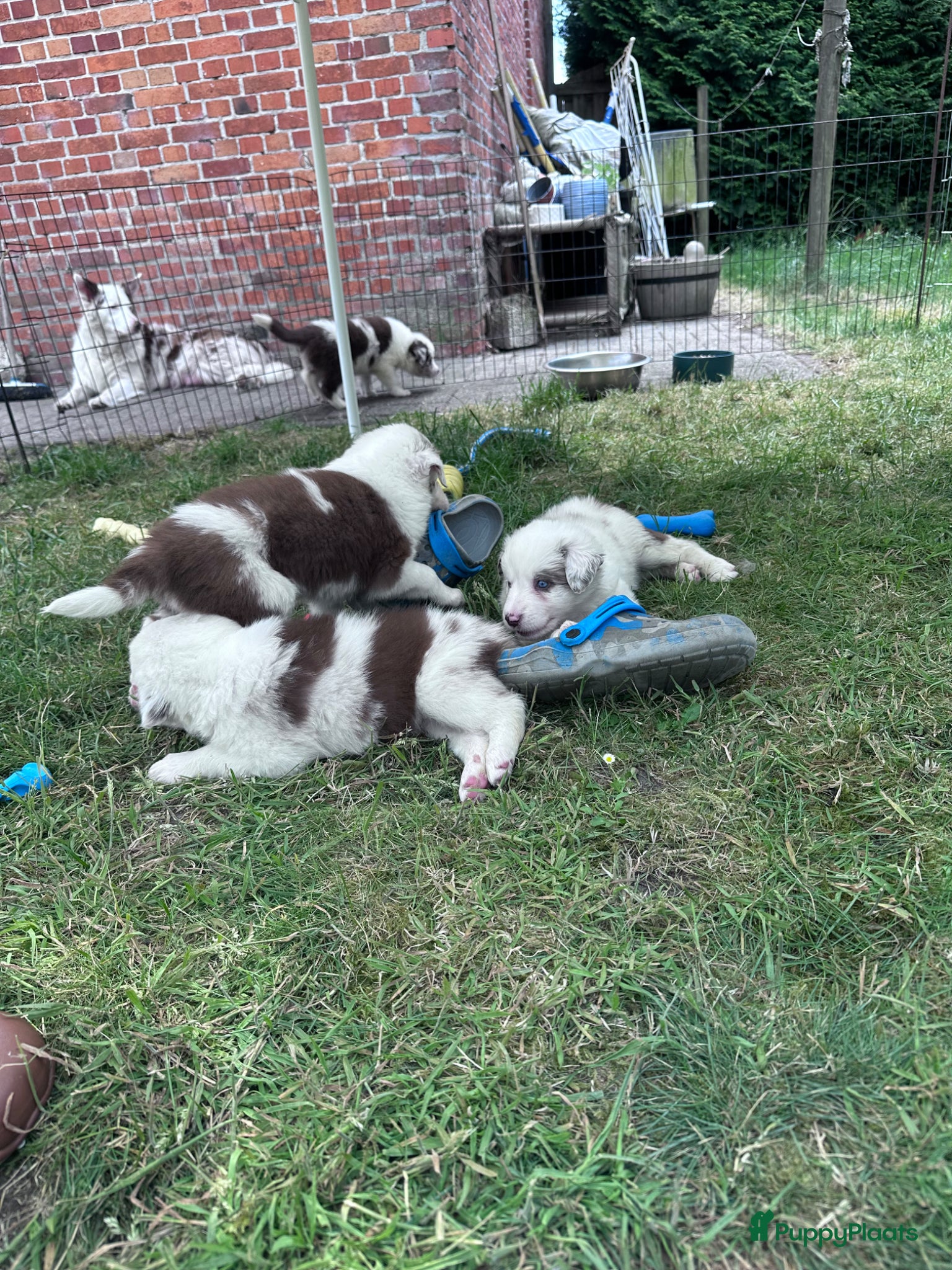 Border Collie honden te koop: Mooie speciale lieve Merle puppies - Advertentie 33