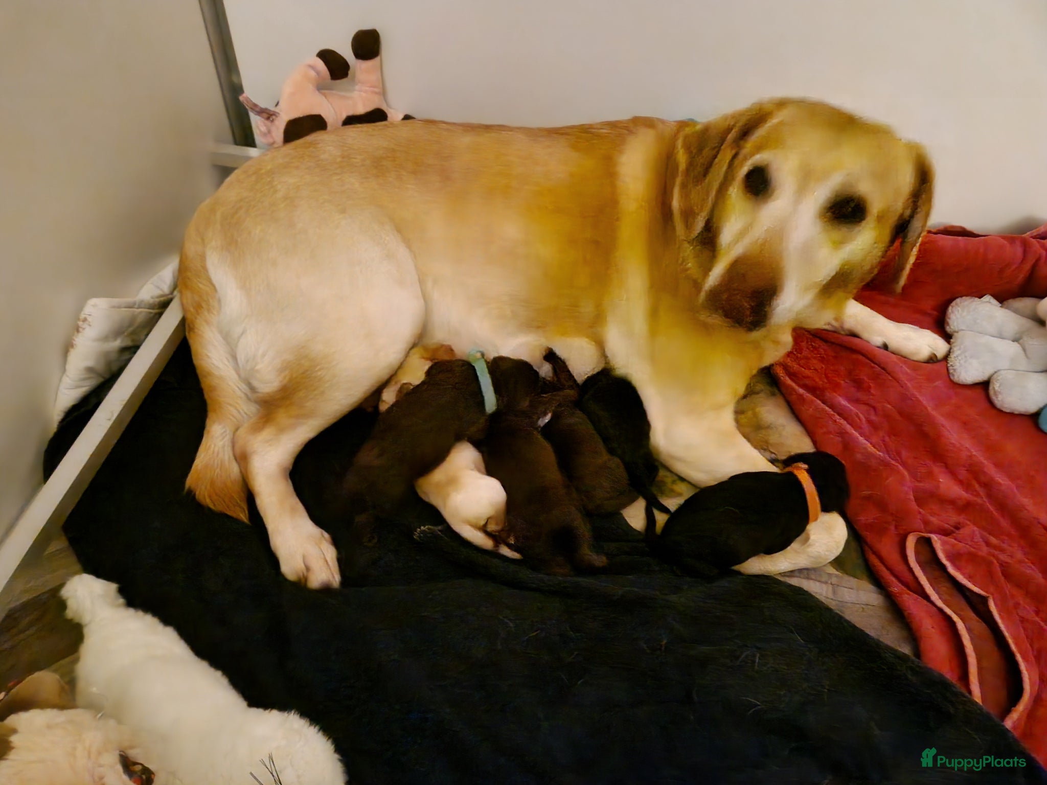 Labradoodle honden Labradoodle pups  - Advertentie 1