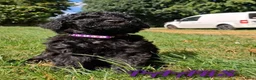 Poedel honden te koop: Prachtig nest zwarte Grote Poedel reutjes! - Advertentie 9