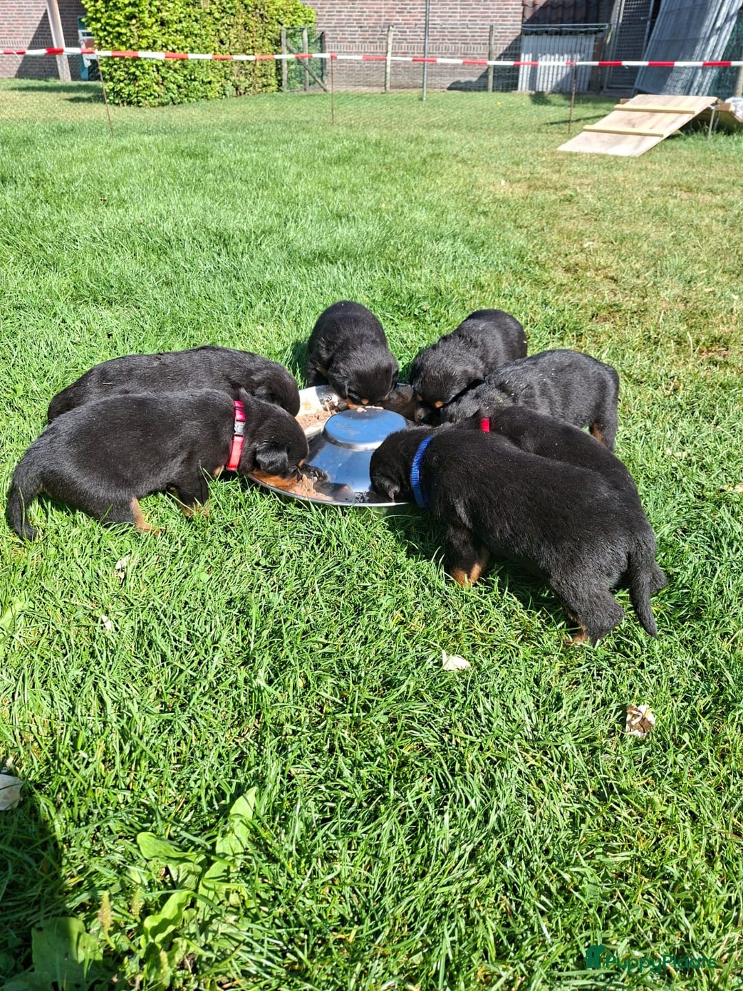 Rottweiler honden te koop: Raszuivere rottweiler pups te koop  - Afbeelding 4