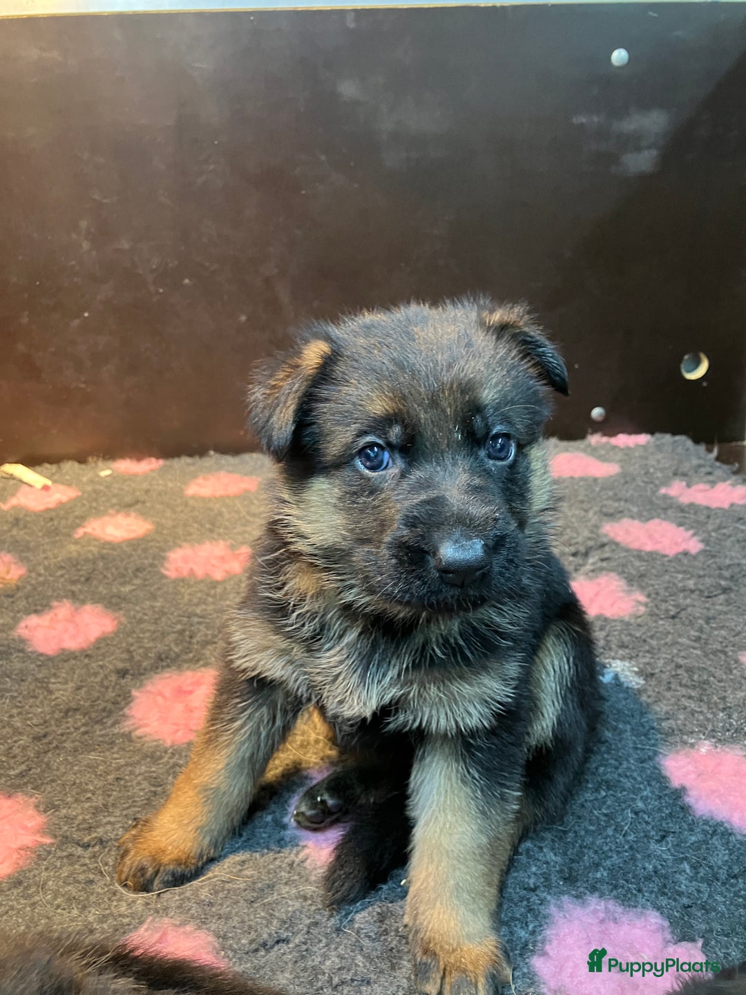 Duitse Herder honden te koop: Duitse Herder Puppy’s met Stamboom! - Advertentie 3