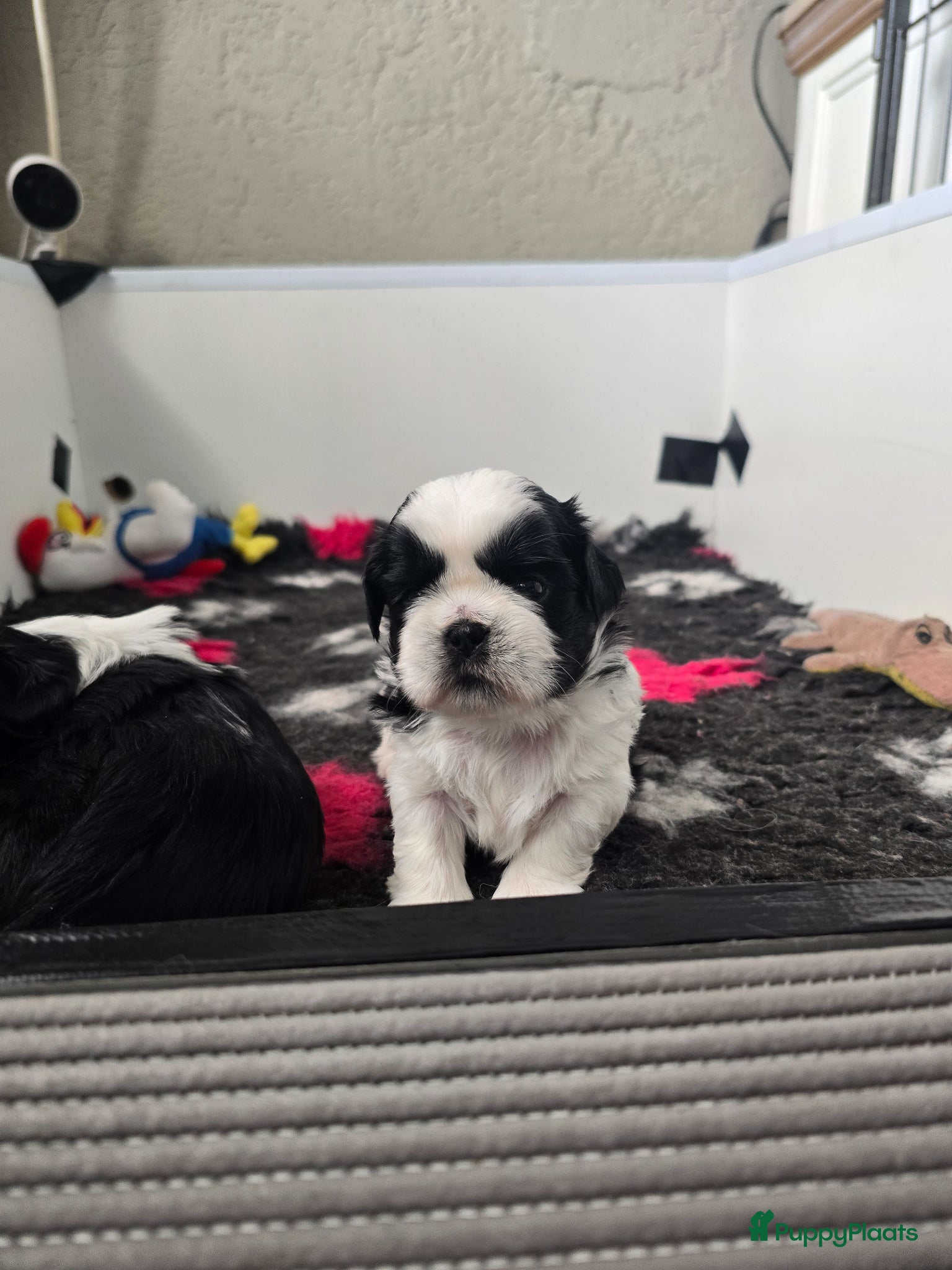Shih Tzu honden Te koop raszuivere shih-tzu pup met fci stamboom  - Advertentie 4