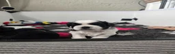 Shih Tzu honden te koop: Te koop raszuivere shih-tzu pup met fci stamboom  - Advertentie 1