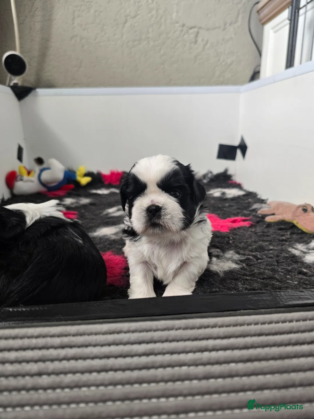 Shih Tzu honden te koop: Te koop raszuivere shih-tzu pup met fci stamboom  - Advertentie 1