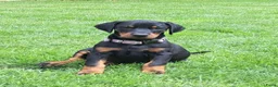 Dobermann honden te koop: Prachtig nestje Dobermann pups - Advertentie 3