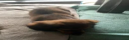 Teckel (langhaar) honden te koop: Teckel pups langhaar kleine dwerg - Advertentie 2