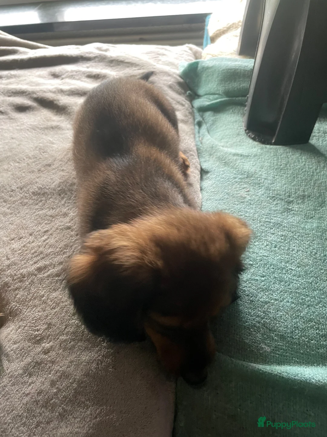 Teckel (langhaar) honden te koop: Teckel pups langhaar kleine dwerg - Advertentie 2