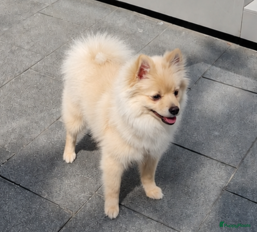 Pomeriaan honden Pomeriaan pup teefje Creme Sable - Advertentie 2