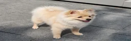 Pomeriaan honden te koop: Pomeriaan pup teefje Creme Sable - Advertentie 1