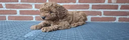 Dwergpoedel honden te koop: Lieve dwergpoedel-puppy's zoeken een warm thuis!  - Advertentie 7