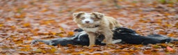 Australian Shepherd honden te koop: Miniature American shepherd - Advertentie 1