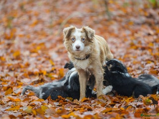 Australian Shepherd honden Miniature American shepherd - Advertentie 1