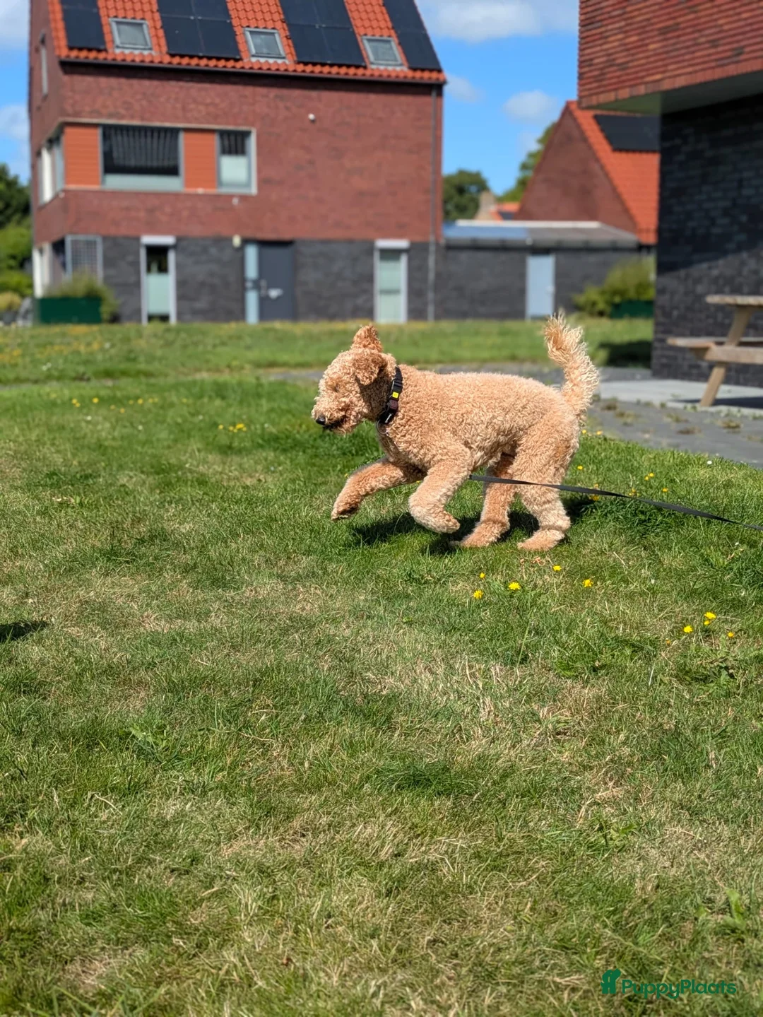Labradoodle honden ter dekking: Labradoodle dekreu - Advertentie 4