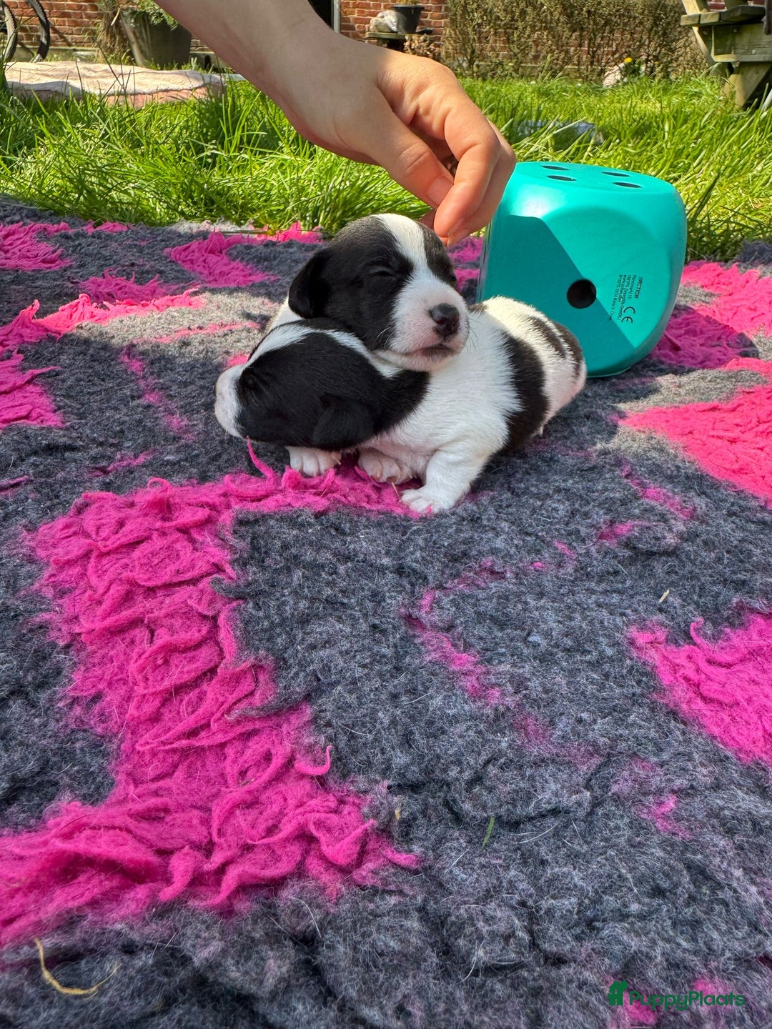 Jack Russel Terriër honden te koop: Jack russel pups (laagbenig) in Baarle-Nassau - Afbeelding 19
