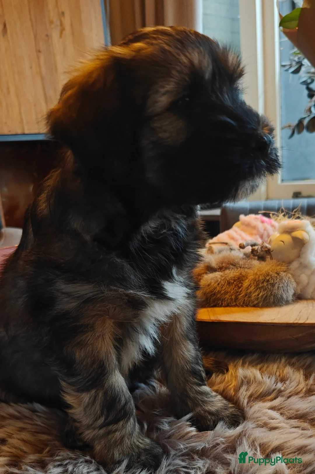 Tibetaanse Terriër honden te koop: 1 Tibetaanse Terriër pup beschikbaar  - Advertentie 3