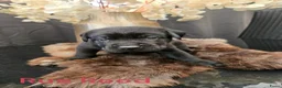 Labrador Retriever honden te koop: Prachtige labrador pups - Advertentie 19