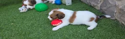 Kooikerhondje honden te koop: 3prachtige 100% zuivere kooiker reutjes aangeboden - Advertentie 7