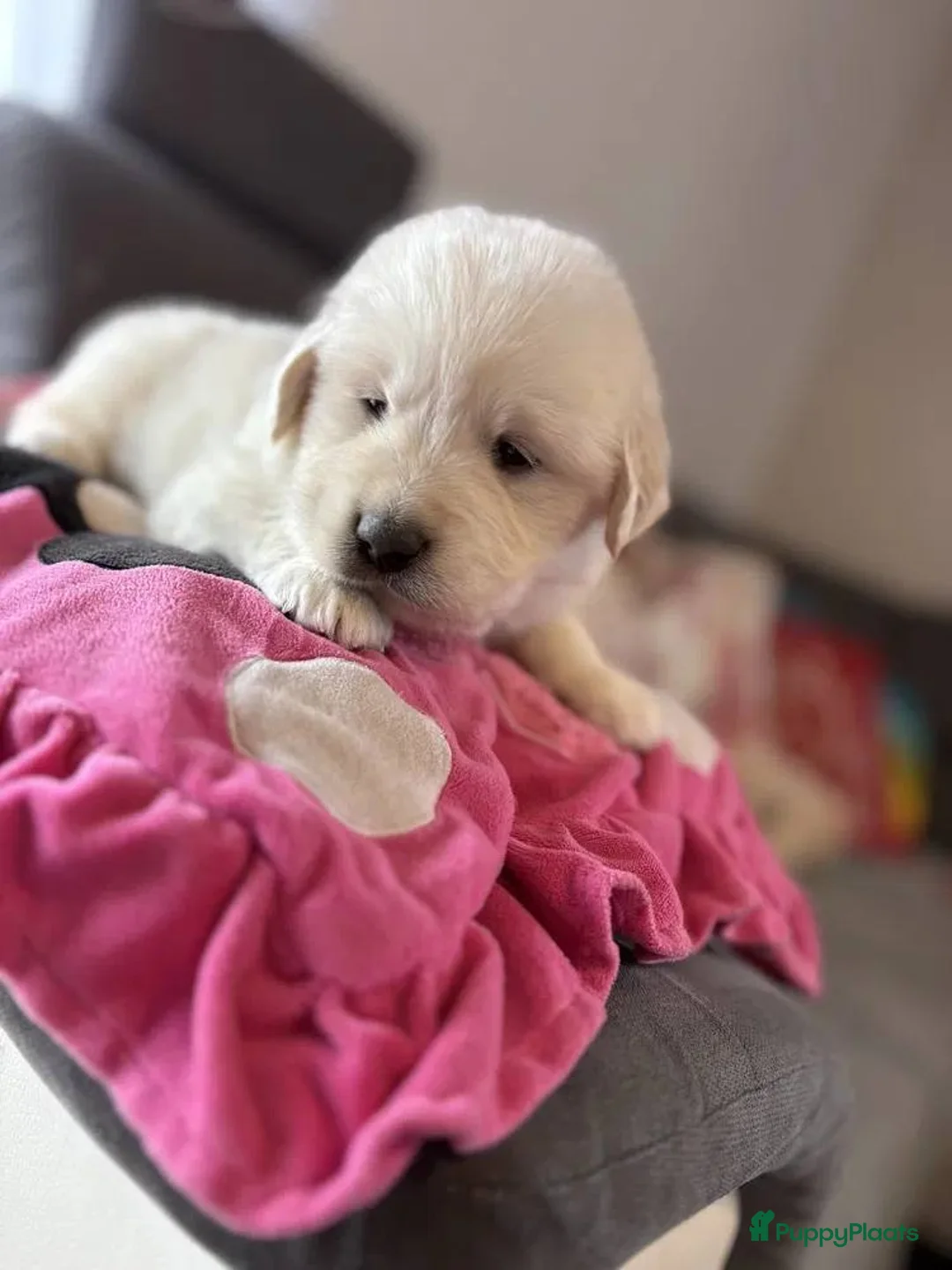 Golden Retriever honden te koop: Golden Retriever puppy’s in Emmen - Advertentie 2