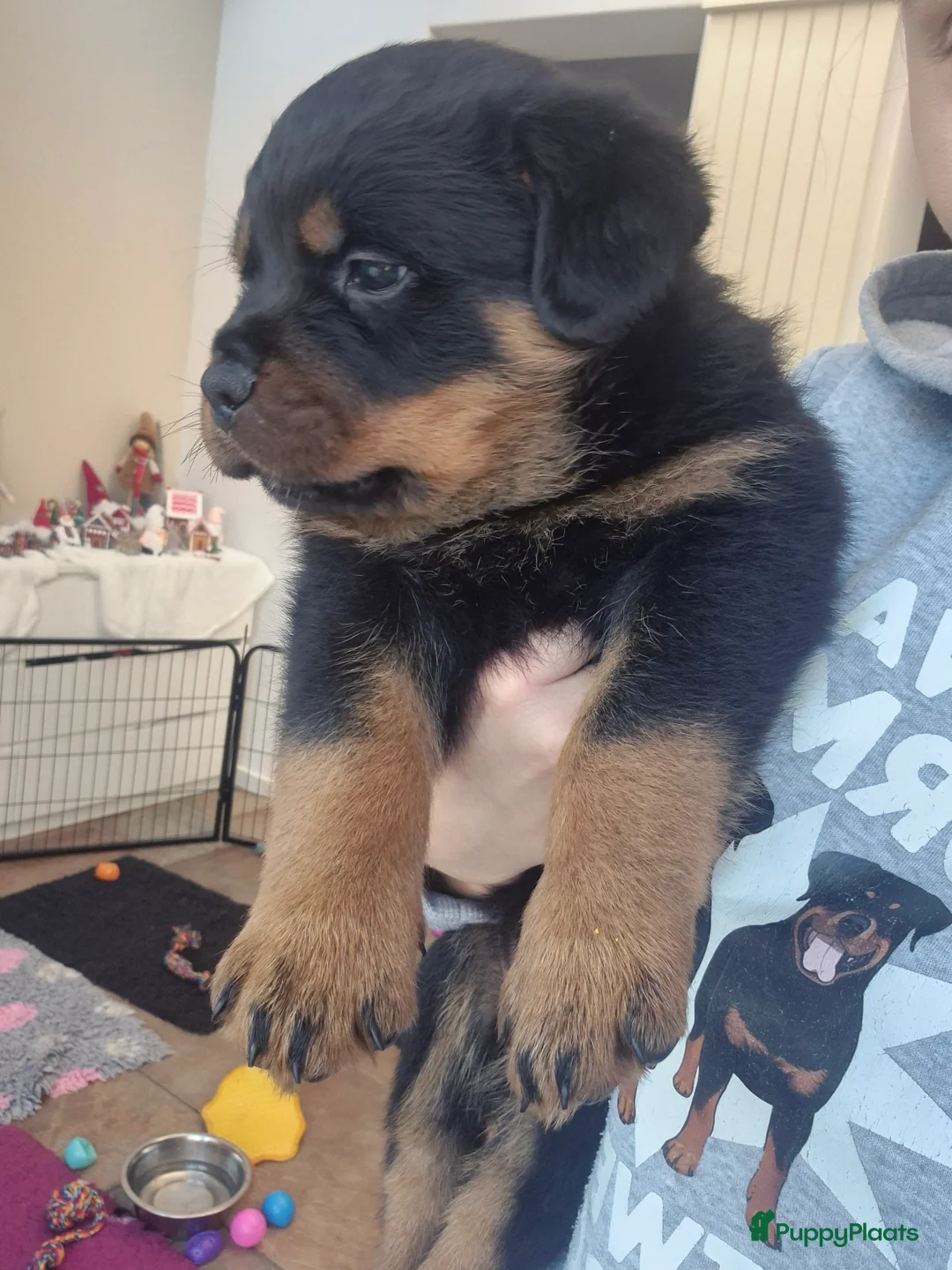 Rottweiler honden te koop: Litter F  - Advertentie 14