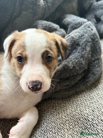 Kruising honden - Advertentie 12