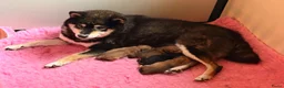 Shiba honden te koop: Mooie Shiba puppy’s zoeken een liefdevol thuis  - Advertentie 1