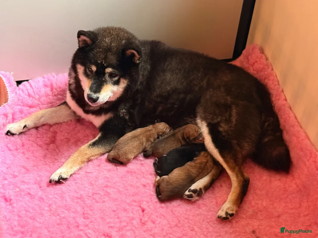 Shiba honden te koop: Mooie Shiba puppy’s zoeken een liefdevol thuis  - Advertentie 1