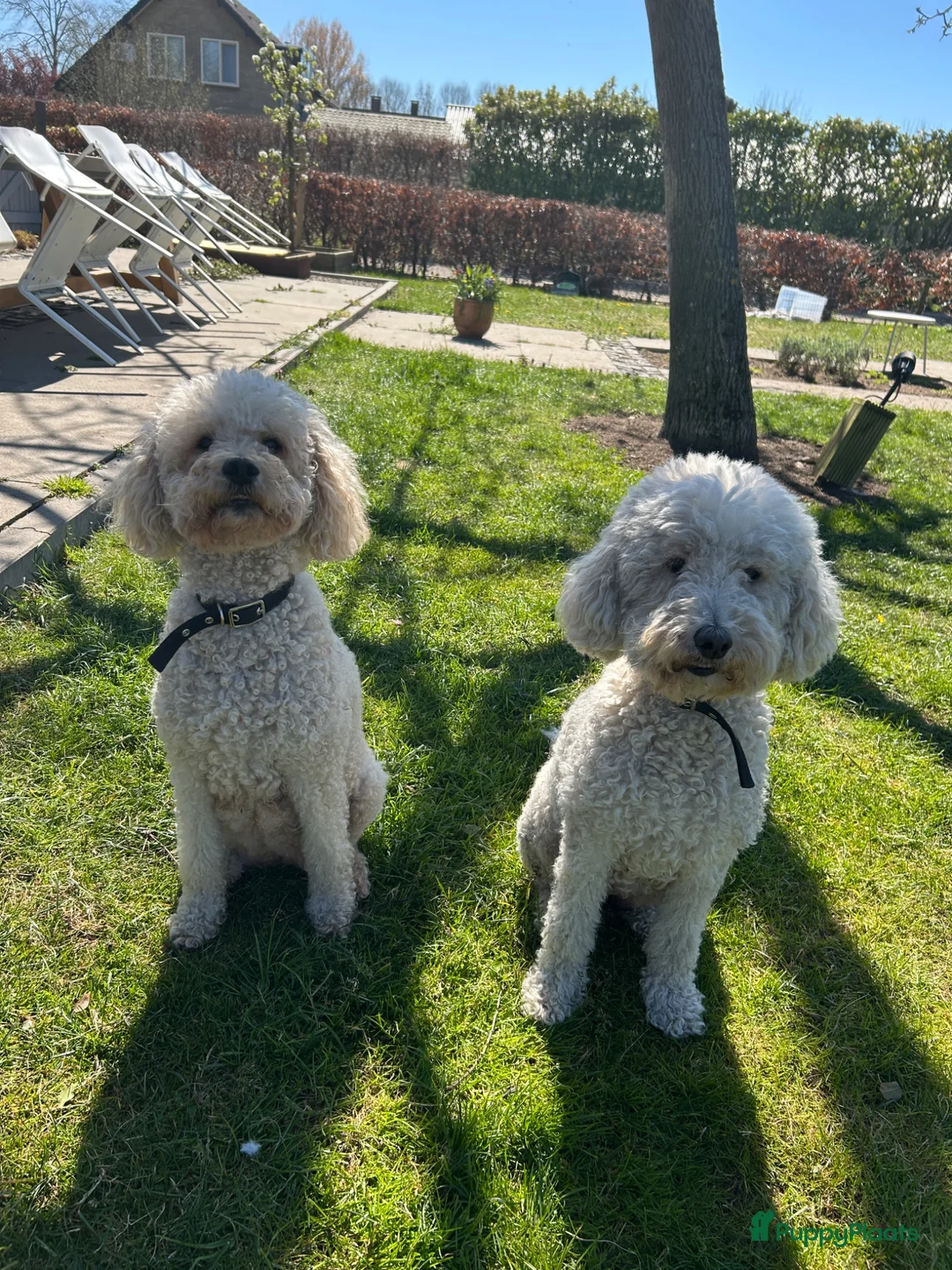 Kruising honden te koop: Lieve half austrian labradoodle 5 mei ophalen  - Advertentie 2