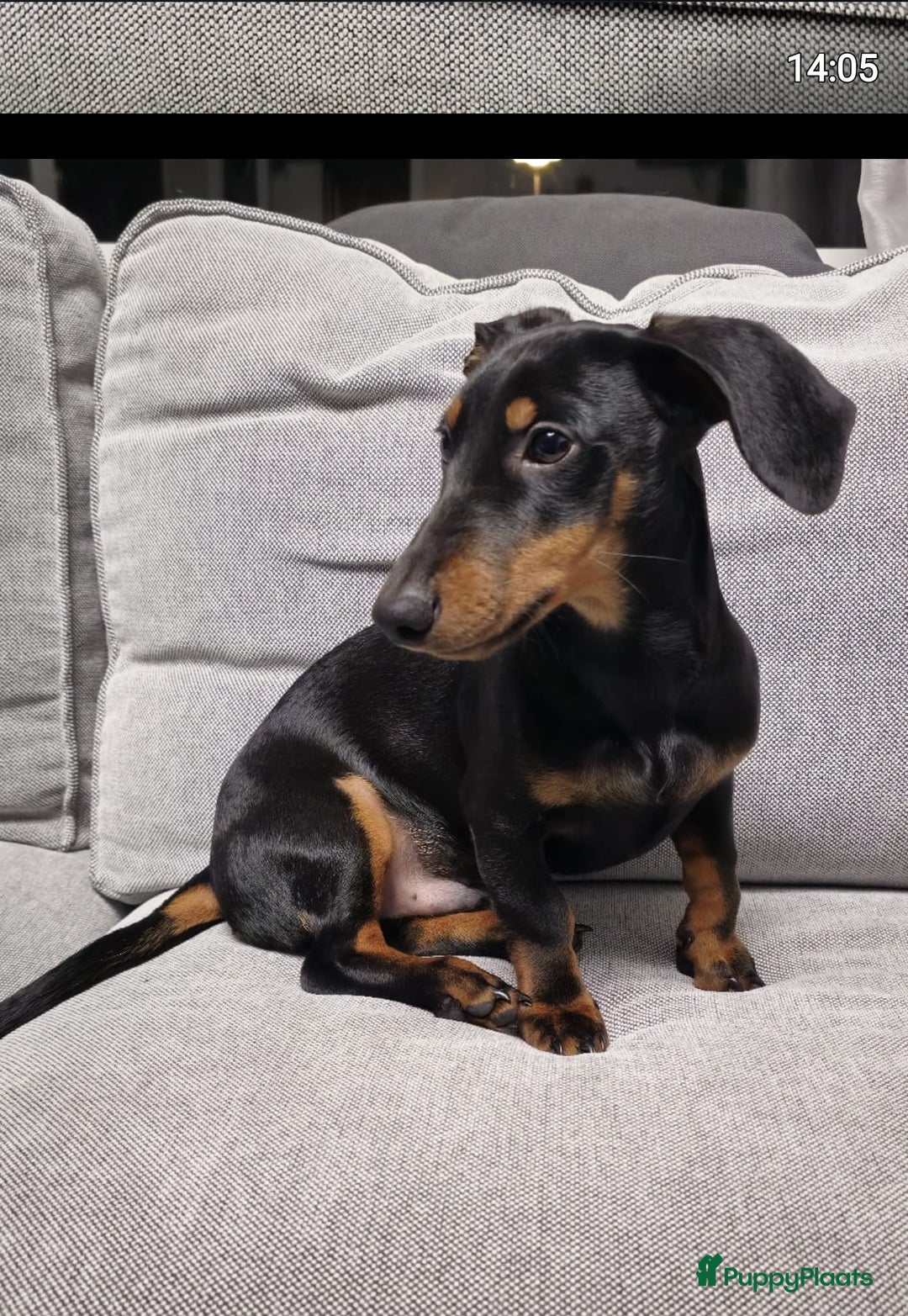 Teckel (korthaar)  honden te koop: Lieve kortharig teckel pup zoekt een nieuwe thuis - Advertentie 5