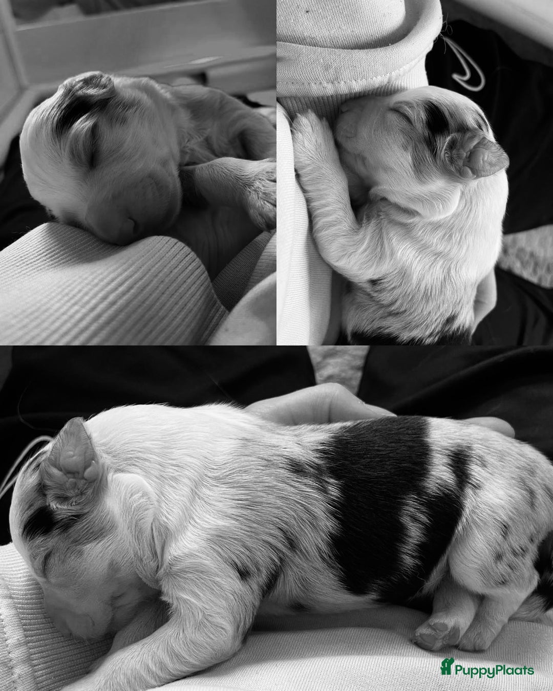 Australian Shepherd honden te koop: Prachtige pups Australian shepherd X  - Advertentie 14