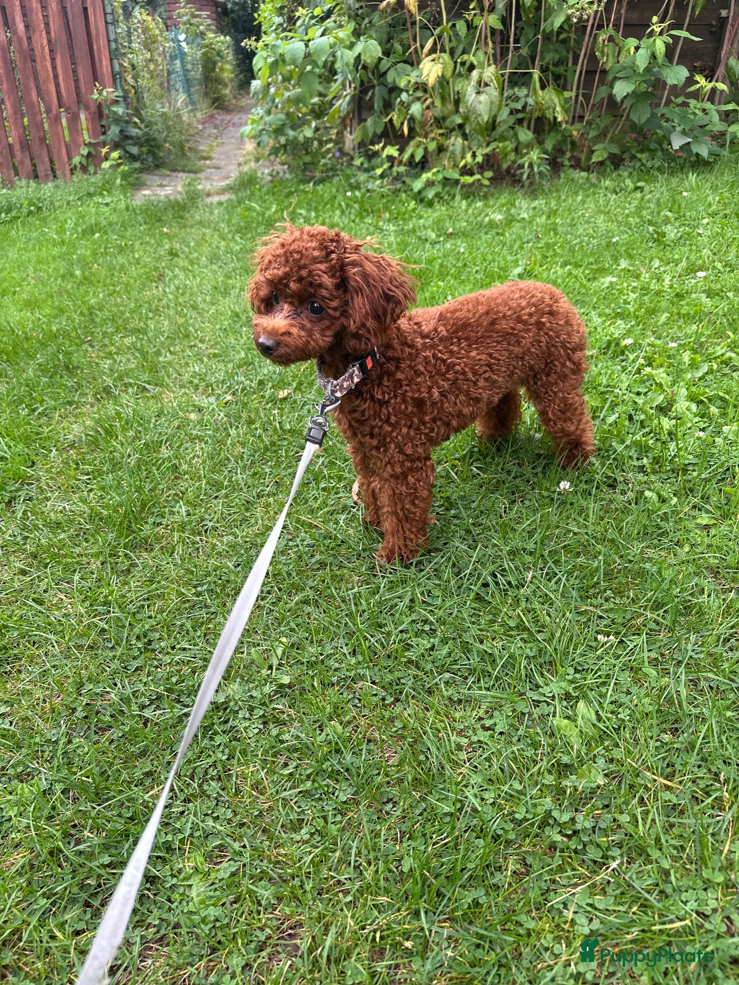 Poedel Toy honden Lieve Toy Poedel reu zoekt nieuw thuis - Advertentie 7
