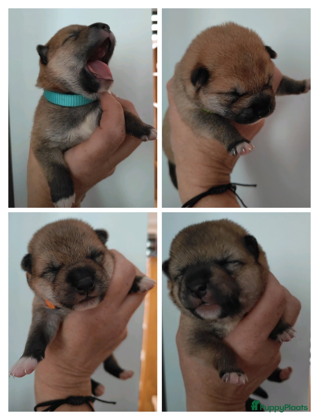 Shiba honden te koop: Shiba Inu pups met FCI stamboom - Advertentie 17