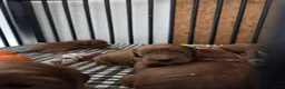 Cockapoo honden te koop: Cockapoo pups beschikbaar  - Advertentie 2