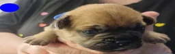 Franse Bulldog honden te koop: Fr bulldog puppy's met stamboom geteste ouders  - Advertentie 9
