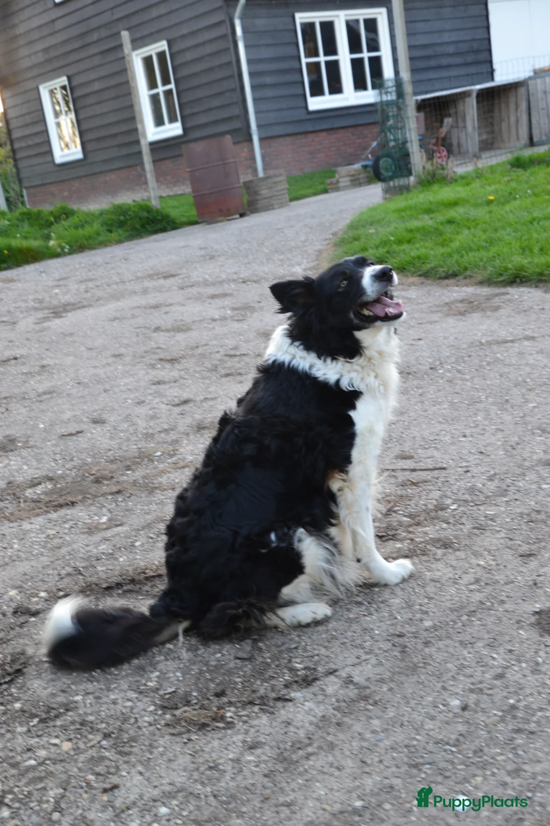 Kruising honden te koop: Prachtige puppy's Border-Collie/Golden Retriever - Advertentie 2
