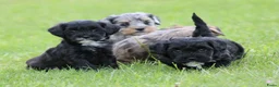 Kruising honden te koop: Boompoo pups - Advertentie 8