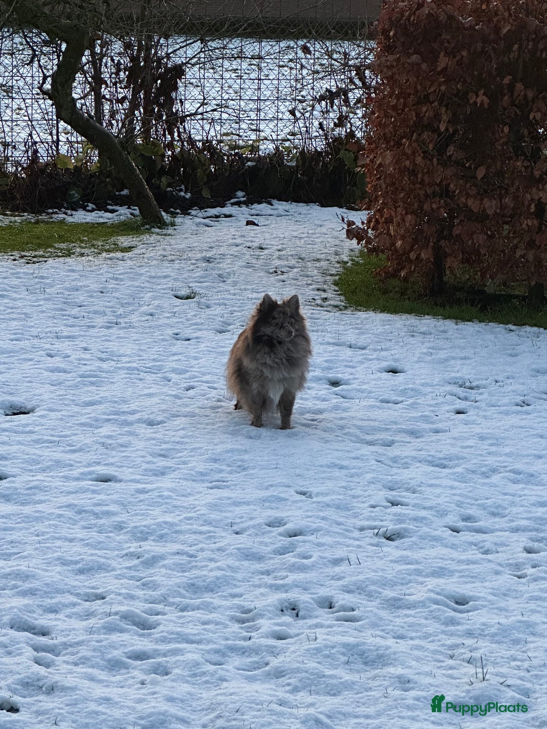 Pomeriaan honden te koop: Prachtige bearface pomeriaan teefje - Advertentie 13