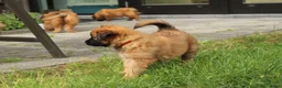 Tervuerense Herder honden te koop: Baskische herder teefje zoekt gastgezin - Advertentie 11