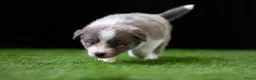 Border Collie honden te koop: Border collie pups met FCI stamboom - Advertentie 13
