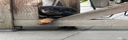 Rottweiler honden te koop: Mooie rottweiler pups tekoop - Advertentie 10