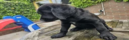 Labradoodle honden te koop: Laatste 2 labradoodles zoeken een eigen huisje - Advertentie 15