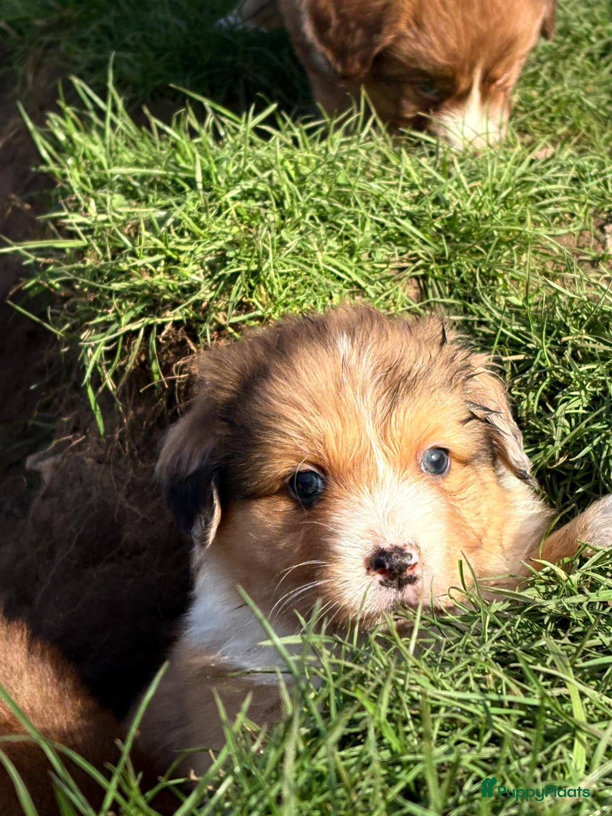 Kruising honden Toller x Australian shepherd pups  - Advertentie 1