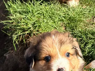 Kruising honden Toller x Australian shepherd pups - Advertentie 1