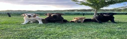 Goldador honden te koop: Kruising Labrador X Golden retriever - Advertentie 2