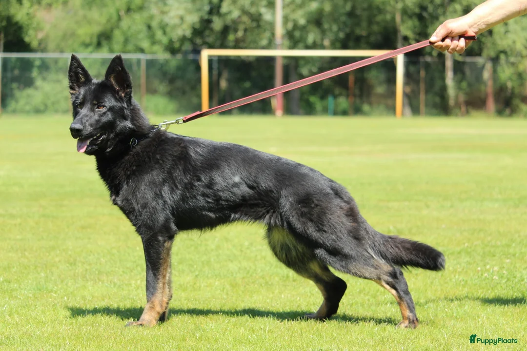 Duitse Herder honden te koop: Exclusief nest – Duitse Herder pups met stamboom - Advertentie 19