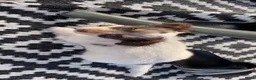 Chihuahua honden te koop: Prachtige chihuahua pups - Advertentie 9